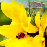 AGRITURISMO LA COCCINELLA